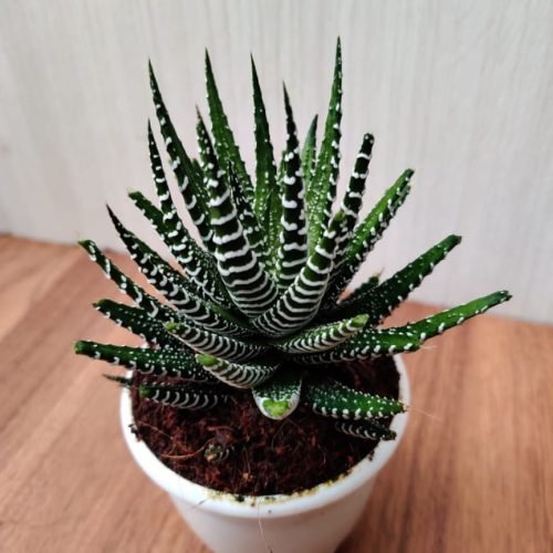 A Haworthia plant in a white pot, highlighting its attractive rosette shape and vibrant colors