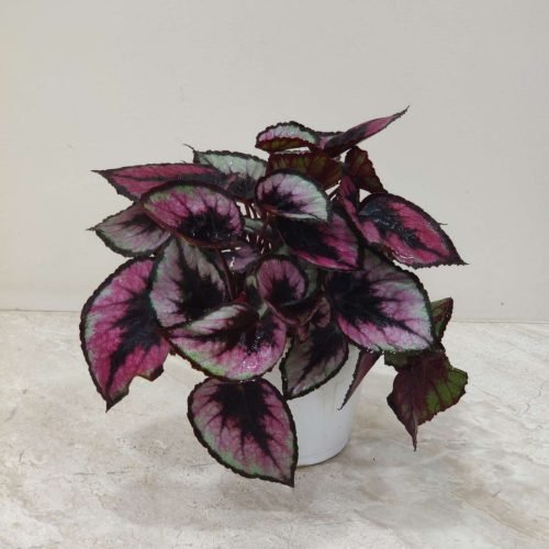 indoor_plant_rex_begonia Rex Begonia Kayla, a vibrant houseplant with striking pink and green foliage