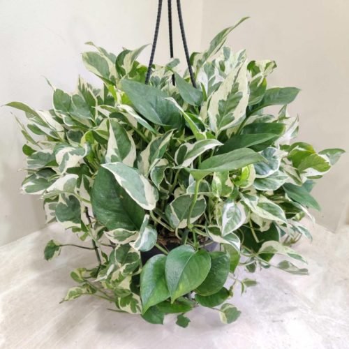 moneyplant_scindapsus_njoy_hanging moneyplant_scindapsus_njoy_hanging