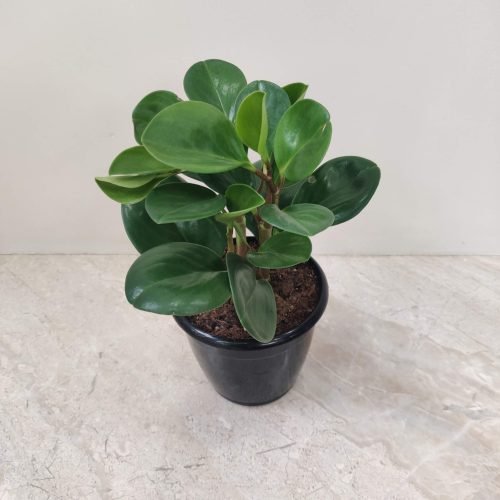 peperomia_plant Green Peperomia plant in a black pot