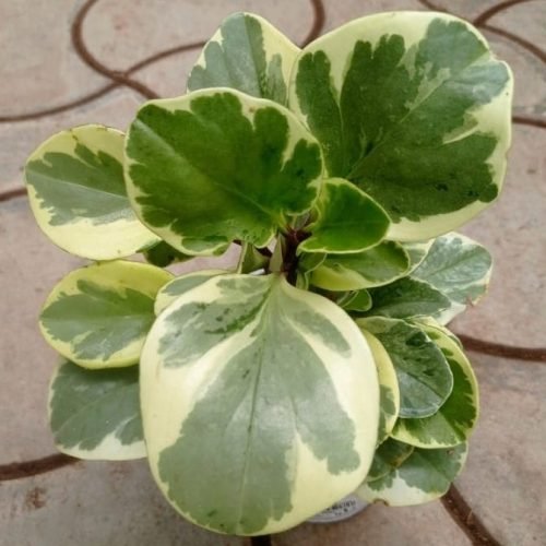 variegated_peperomia_plant Variegated Peperomia with green and white leaves