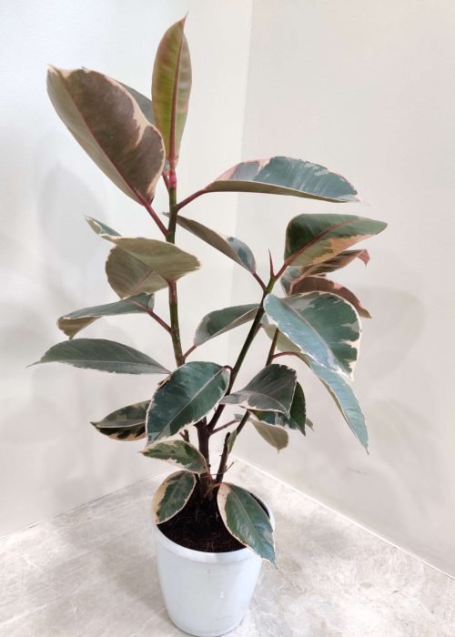 variegated_rubber_plant Variegated rubber plant for sale, indoor plant, houseplant, Ficus elastica